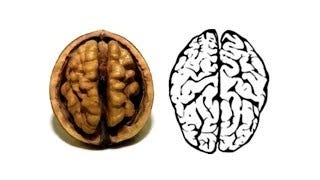 Why Do Walnuts Look Like Brains? - Sweetish Hill