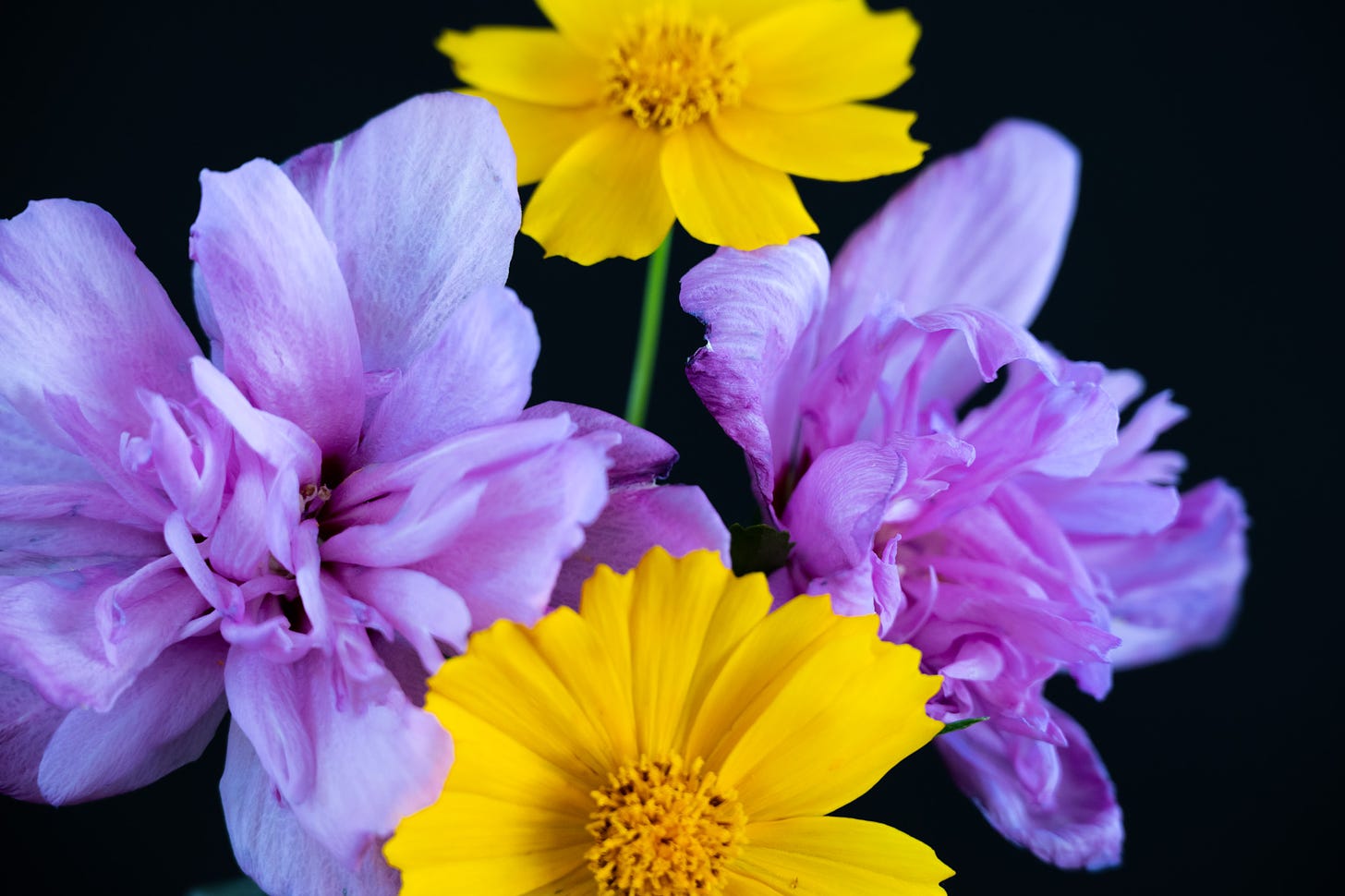 Two yellow coriopsis flowers with lavendar althea (Rose of Sharon) on either side with a black background