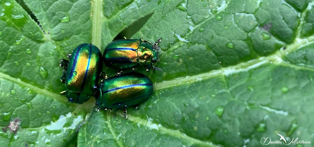 Leaf beetles Prächtige Blattkäfer