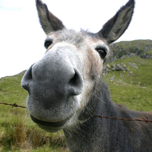 closeup of mule's face
