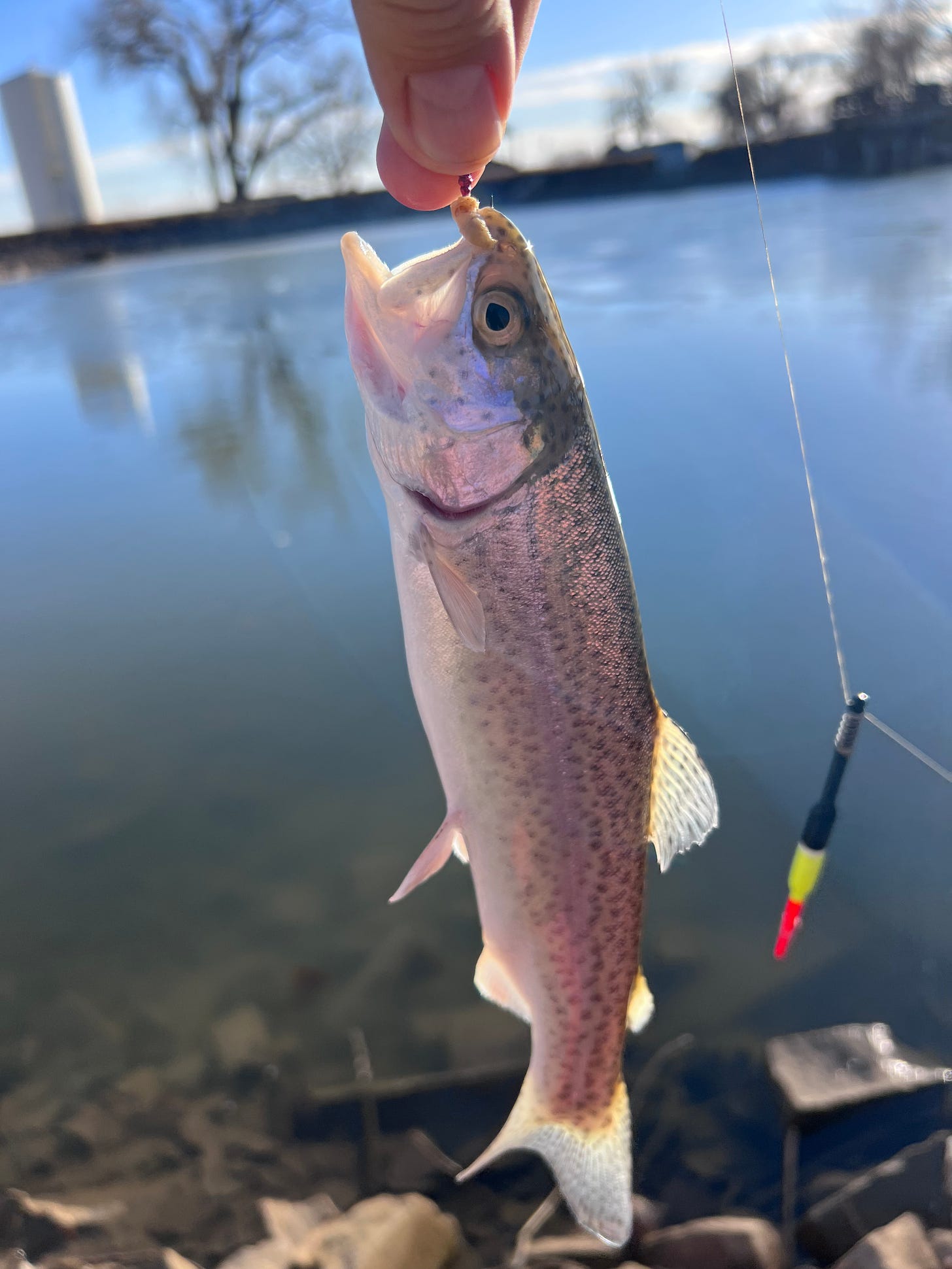 Rainbow trout, Colorado Fishing, Longmont Pond