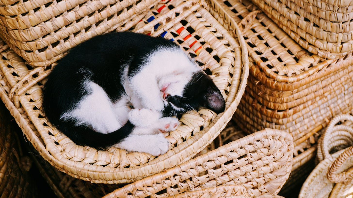 Small black and white cat curled asleep inside a wicker basket.