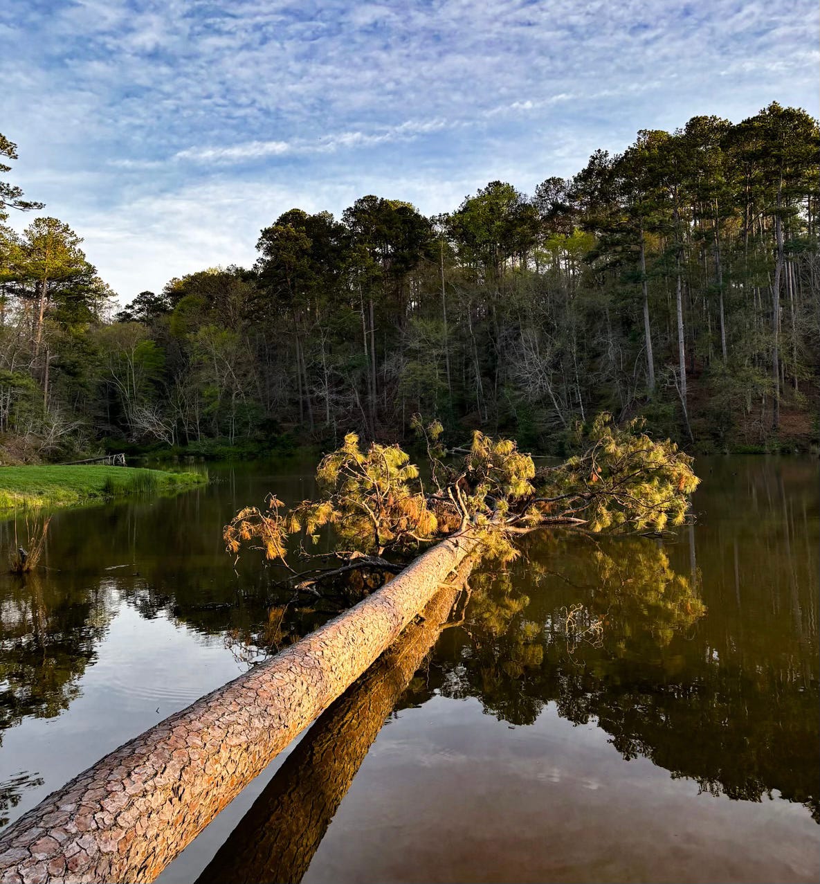 fallen pine tree lying in pond surrounded by woods