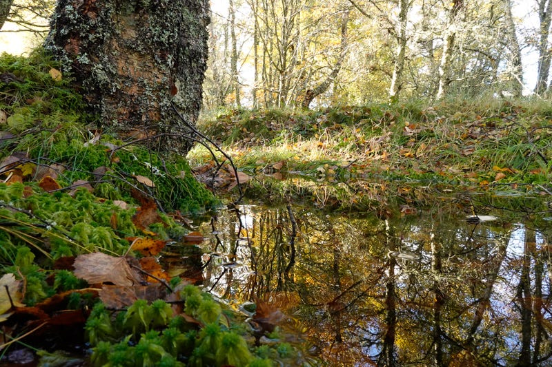 Water filled ditch running through birch woodland