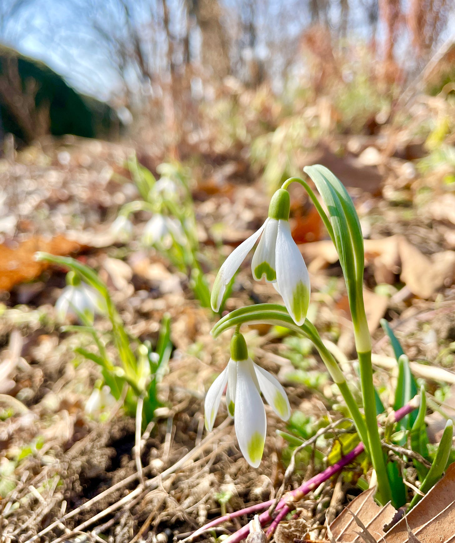Green-tipped Galanthus nivalis 'Viridi-apice' in the smallest bed in the Cottage Garden. They are some of the earliest snowdrops to be up in the spring. Green-tipped Galanthus nivalis 'Viridi-apice' in the smallest bed in the Cottage Garden. They are some of the earliest snowdrops to be up in the spring.