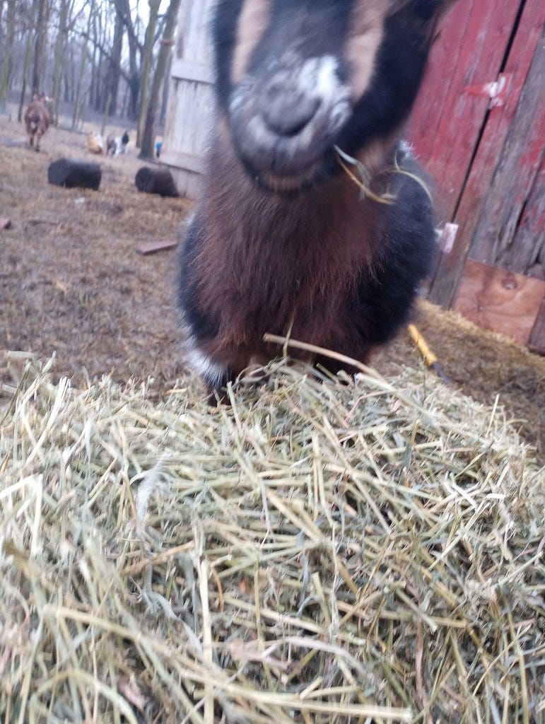 blurry goat face