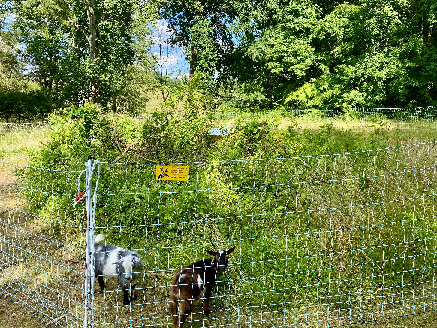 Two goats fenced into an overgrown area