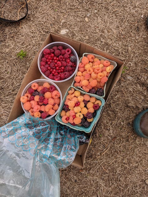 picking berries at big m farm