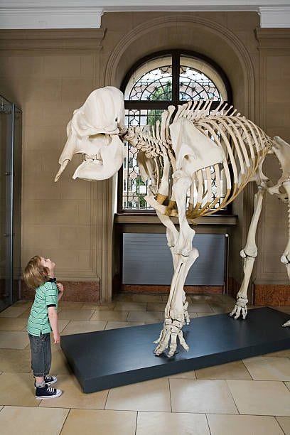 boy looking at an elephant skeleton - elephant skeleton stock pictures, royalty-free photos & images