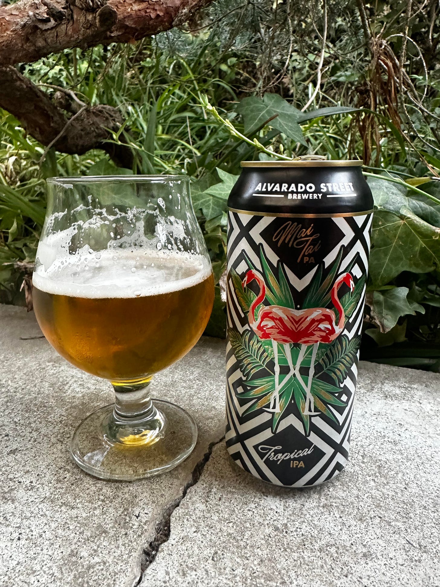 A glass of beer next to the beer can of Mai Tai IPA from Alvarado Street Brewing