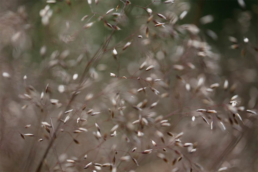 Silvery hair grass (Aira caryophyllea): silver seeds contrast with wine red stems