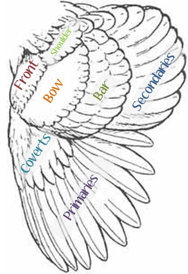 A black and white illustration of a bird’s wing. Descriptions of the parts of the wing are written on each section. Reading top-left to right, then second-left to right, and so on: Front, Shoulder, Bow, Coverts, Bar, Primaries, Secondaries.