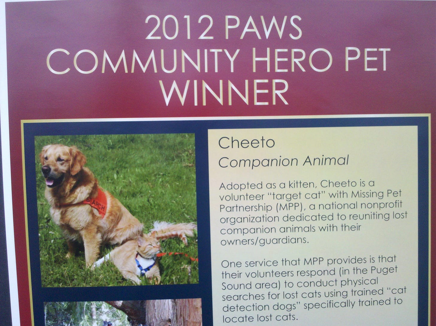 Plaque that shows photo of cat Cheeto and "2012 PAWS COMMUNITY AWARD WINNER"