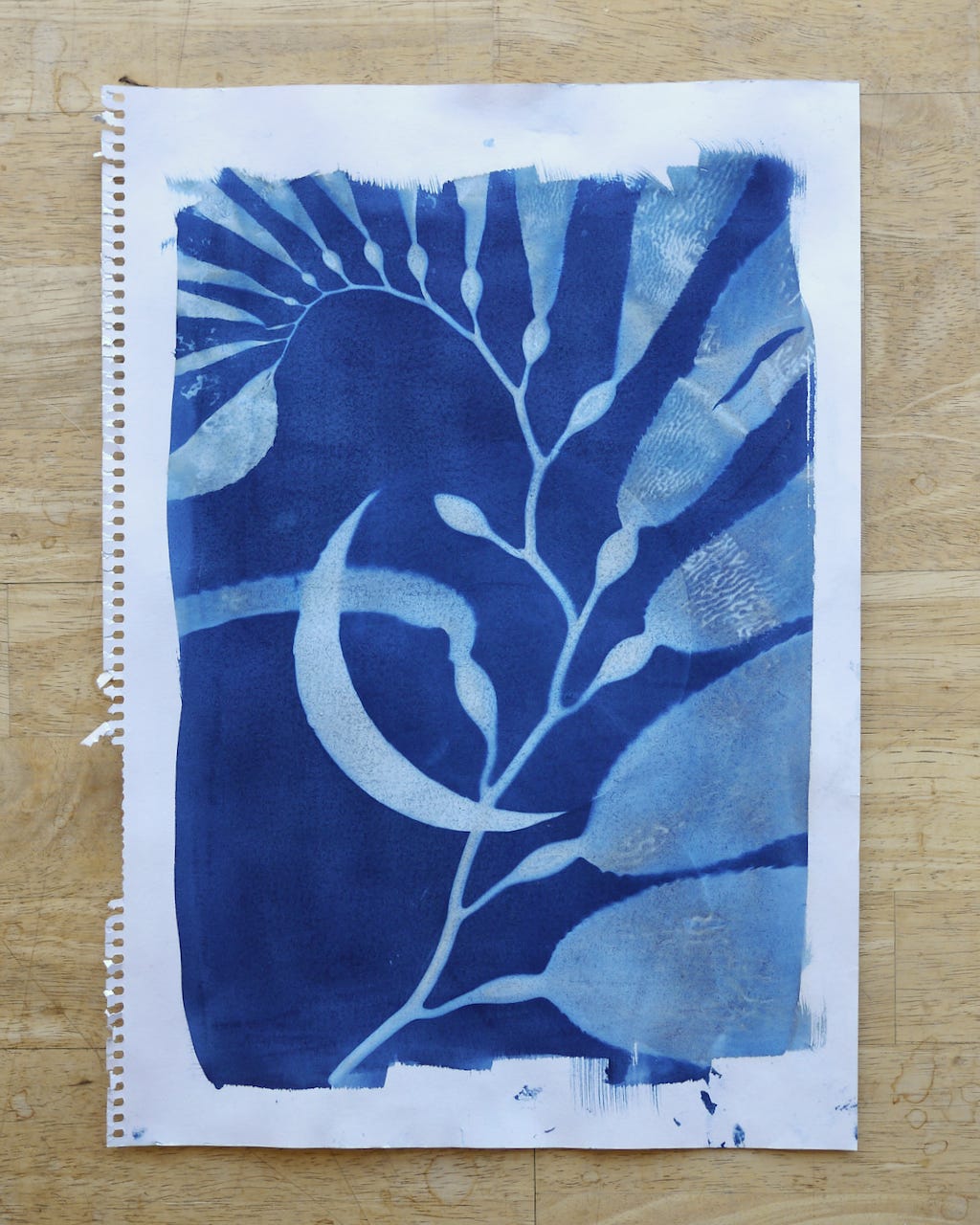 Giant Kelp (macrocystis angustifolia), waxing crescent moon, cyanotype. Mid-summer, melukerdee country.