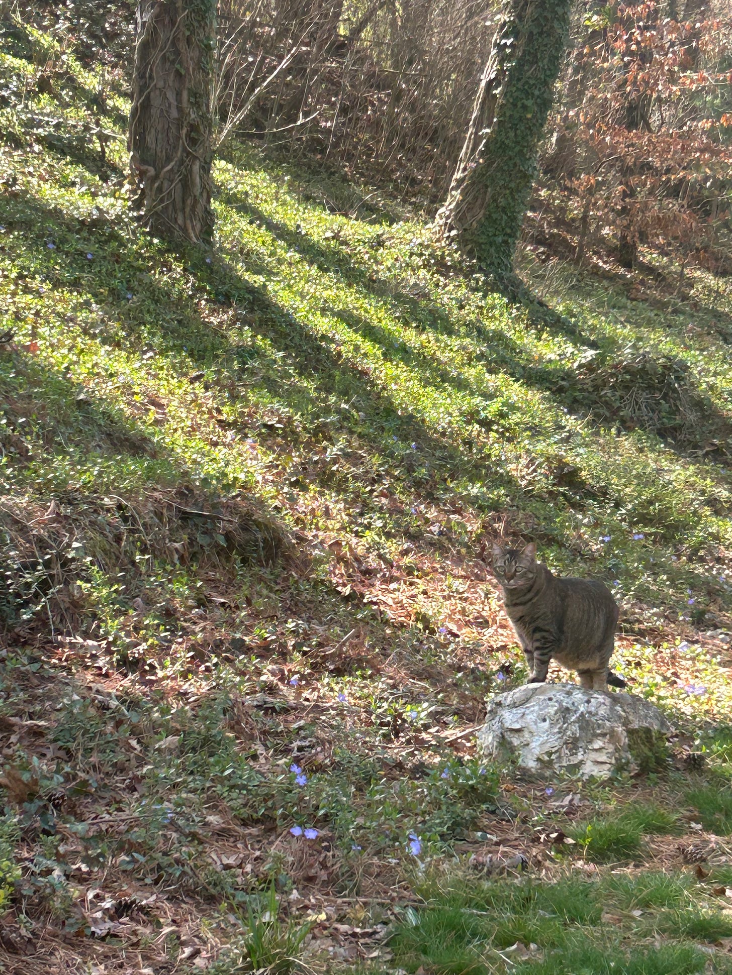 A cat sitting on a rock outside. 