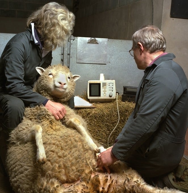 Dolly the Sheep Medical Scans