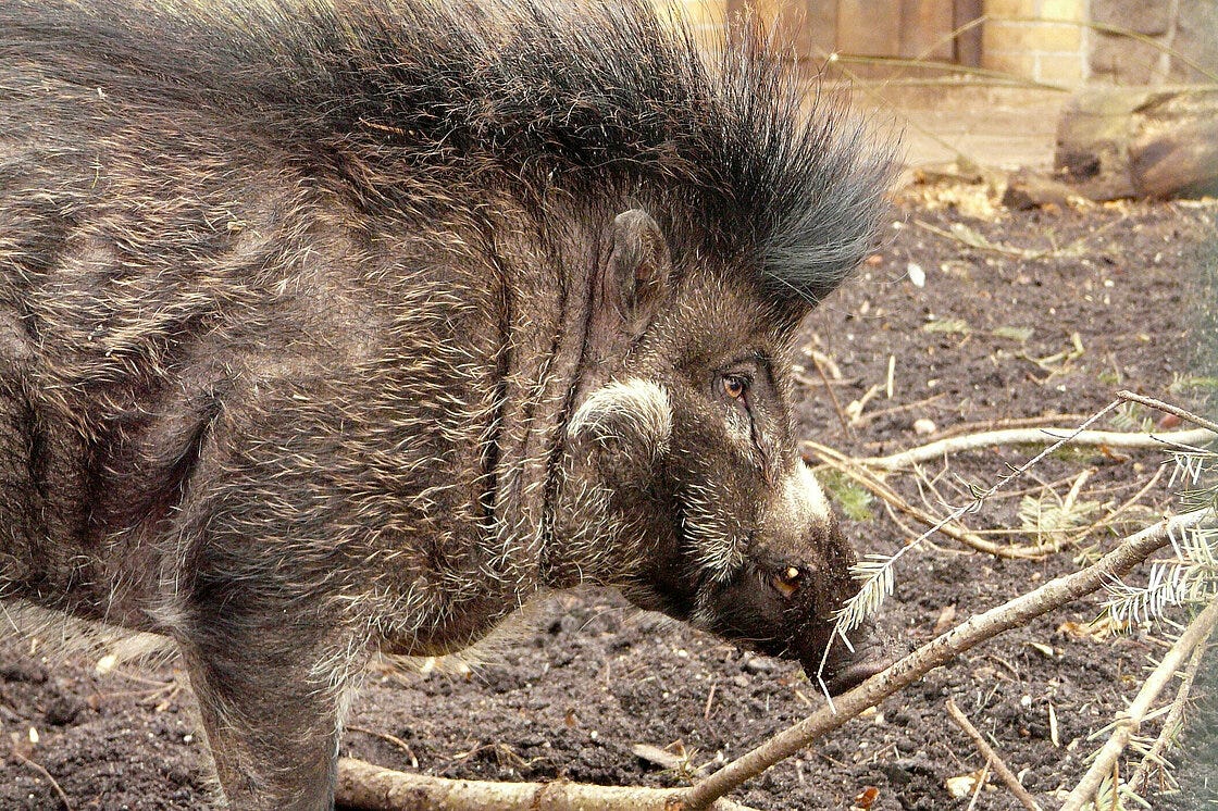 Visayan Warty Pigs: Meet them at Zoo Leipzig!