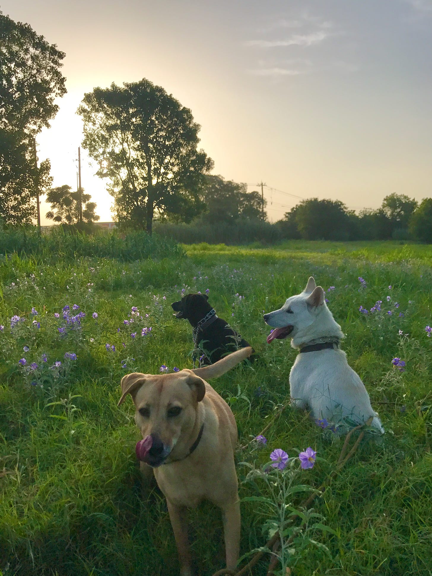 Three dogs in an urban field at sunrise