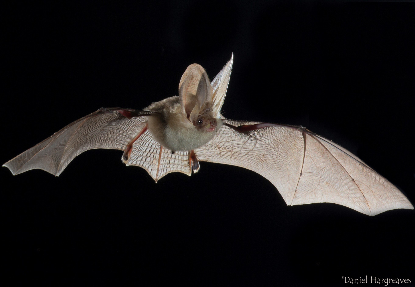 Brown long-eared bat, Plecotus auritus close-up flight, Photo by Daniel Hargreaves/www.bats.org.uk