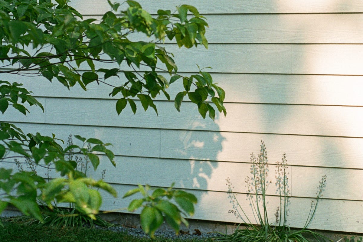 Leaves of a small tree cast shadows on the side of a building, lined with boards.