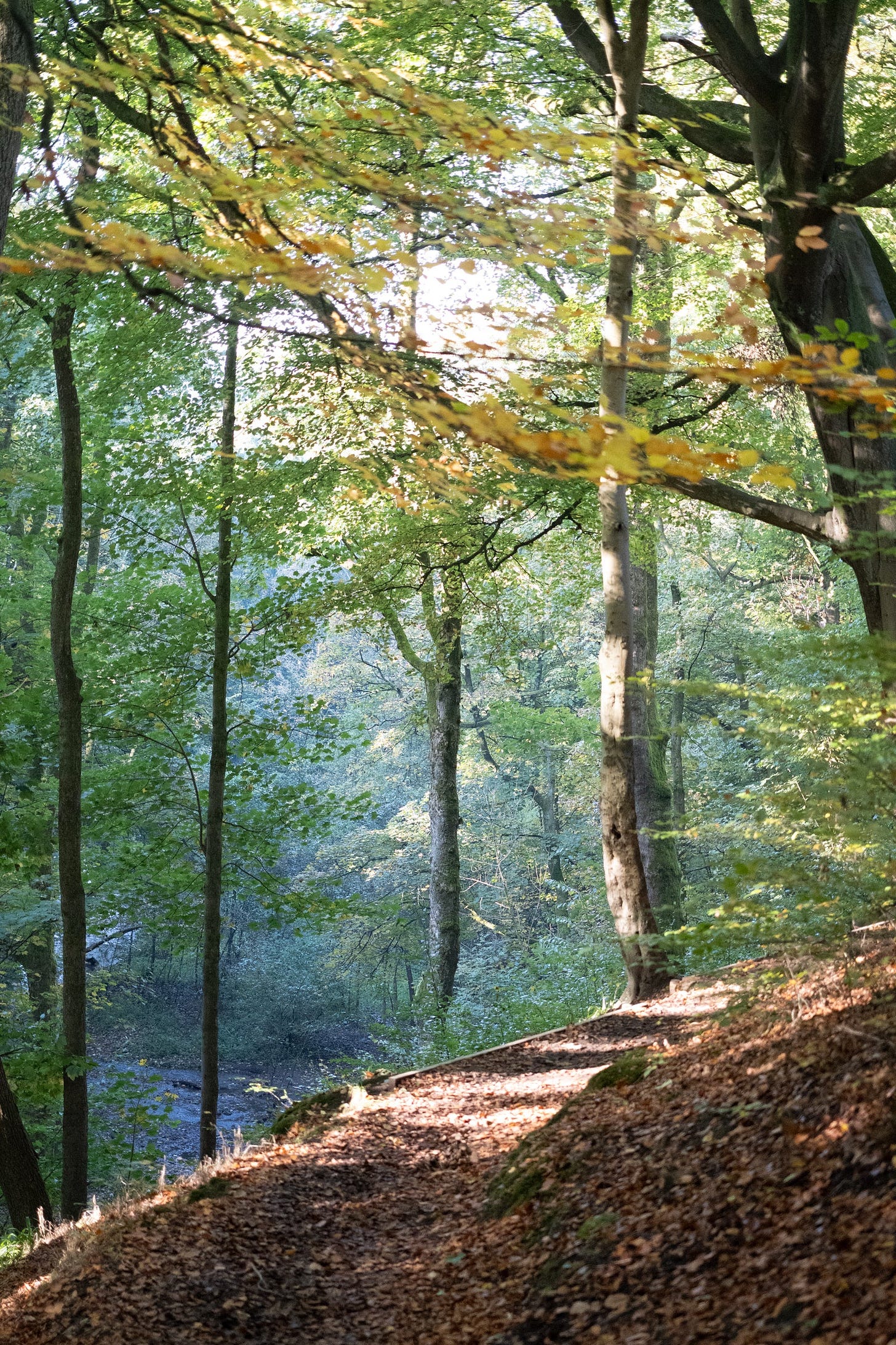 nutclough woods in autumn