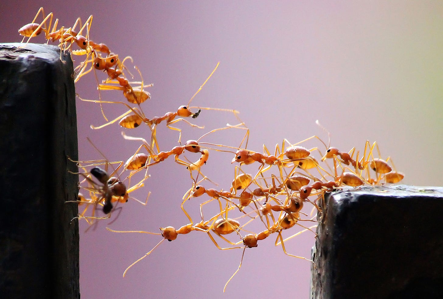 The Simple Algorithm That Ants Use to Build Bridges | Quanta ...