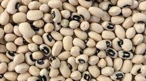 GM Beans otherwise known as PBR Cowpea ...