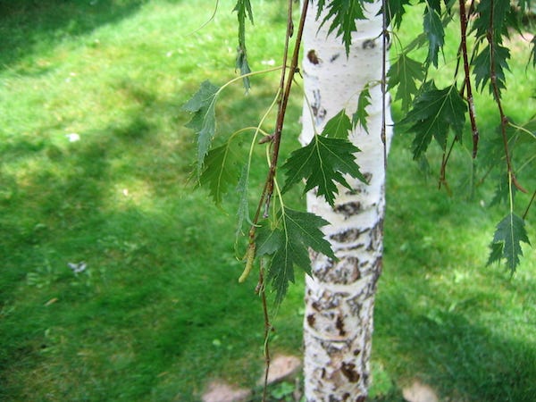 A segment of slim white trunk against a green lawn, with small deep green leaves hanging from thready branches around it.