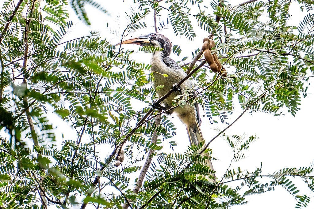 A grey hornbill on a tamarind tree in Sri Lanka. Credit: Lahiru Prabudda Fernando, CC BY-SA 4.0, via Wikimedia Commons. A grey hornbill on a tamarind tree in Sri Lanka. Credit: Lahiru Prabudda Fernando, CC BY-SA 4.0, via Wikimedia Commons.