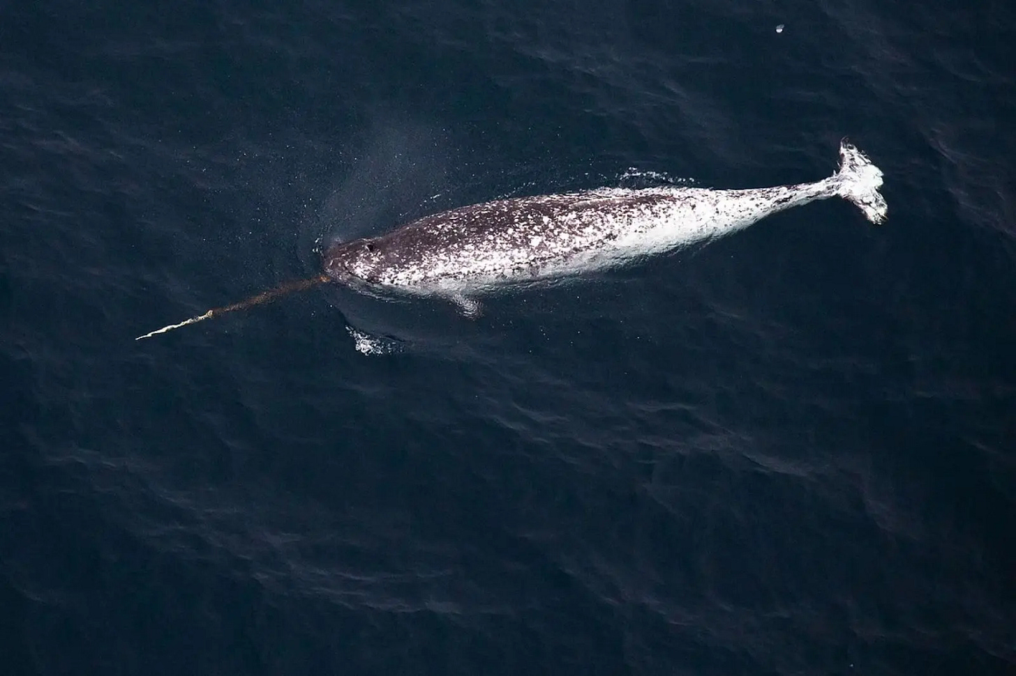 Narwhal - Facts, Diet, Habitat & Pictures on Animalia.bio