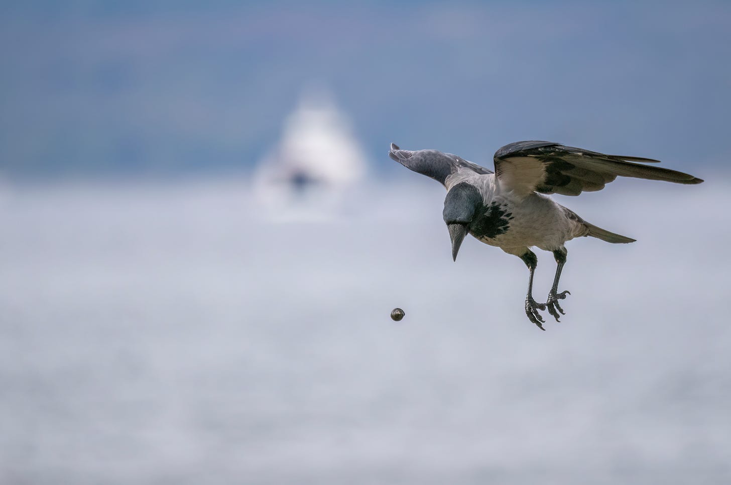 Photo of a hooded crow in flight and a shell that it has dropped