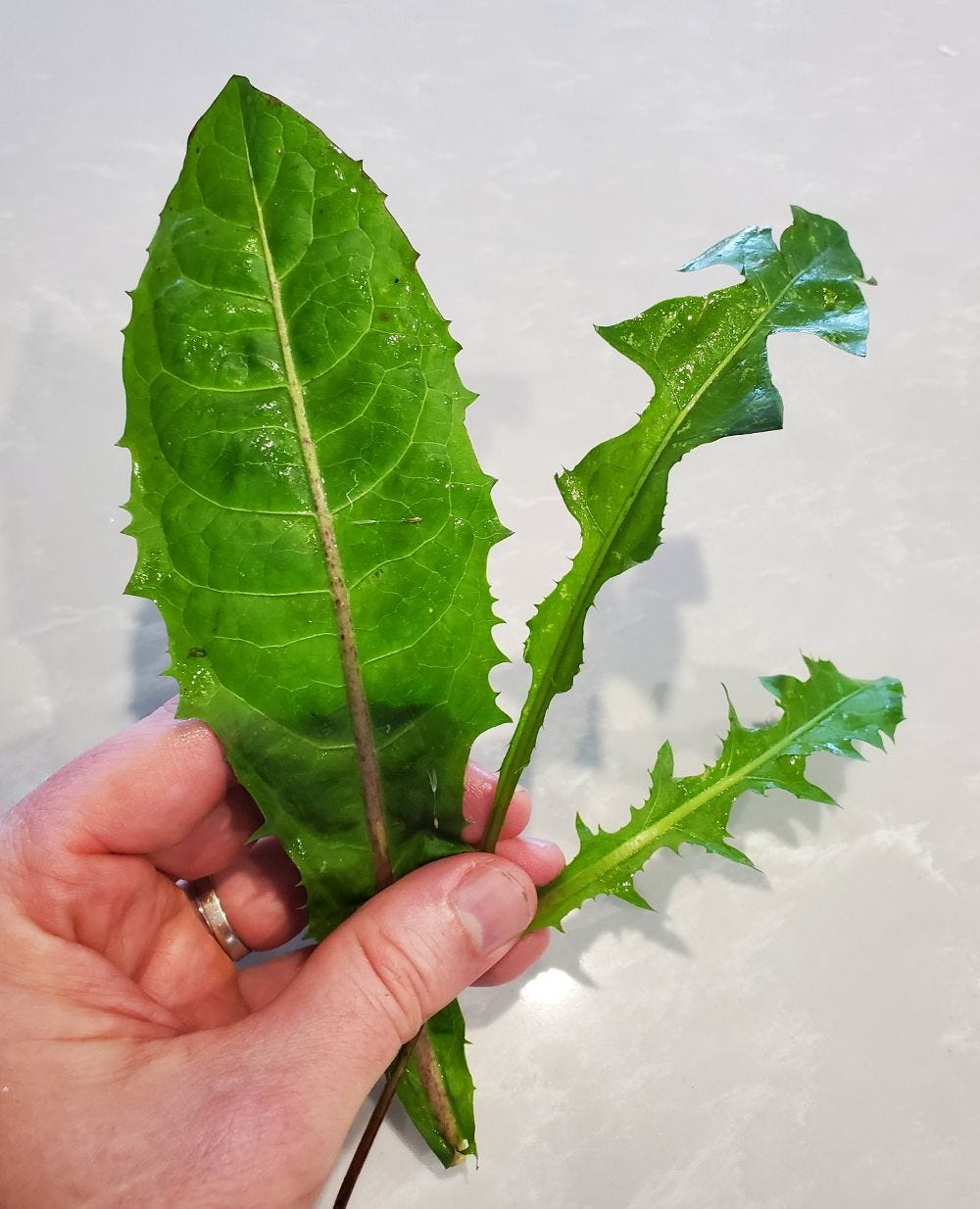 Taraxacum officinale [leaf variation] 20221123_112632 sml.jpg