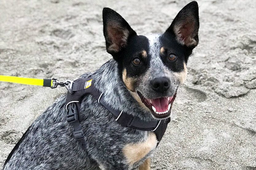 Scout the Australian cattle dog enjoying a beach trip on her harness and flexi lead