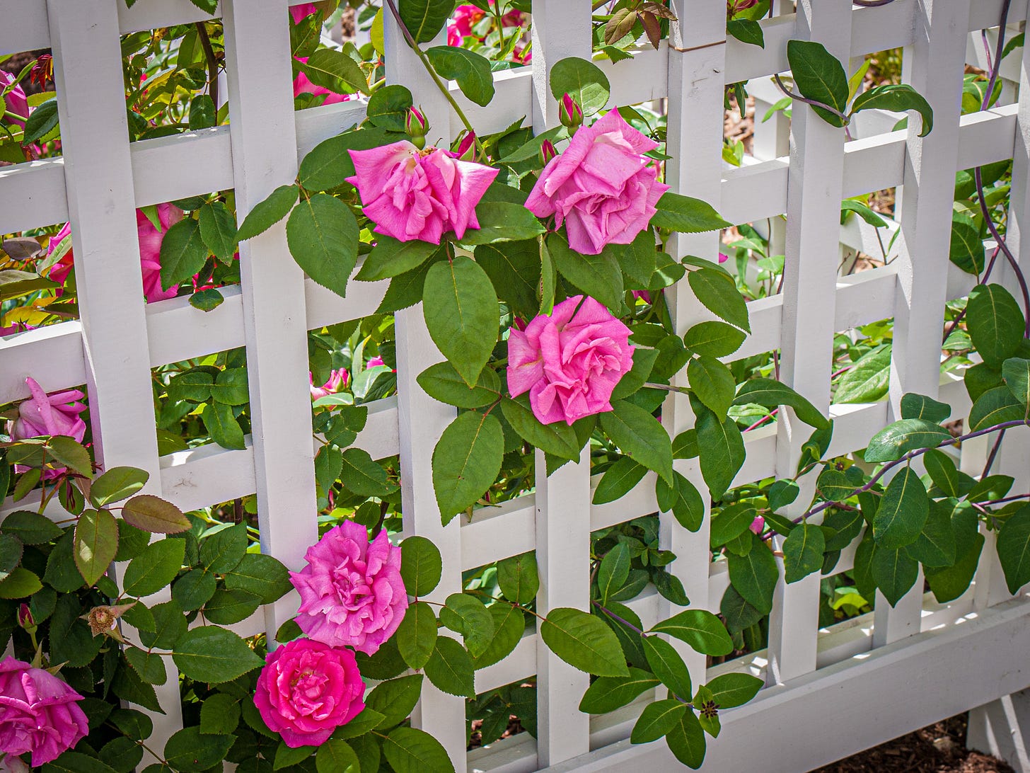 Pink roses on trellis