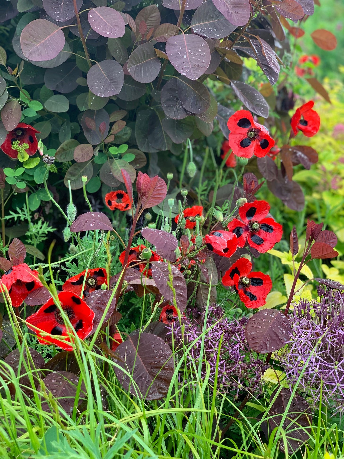 Cotinus, Ladybird poppies, and Allium christophii at Great Dixter. Photo by Marcella Hawley