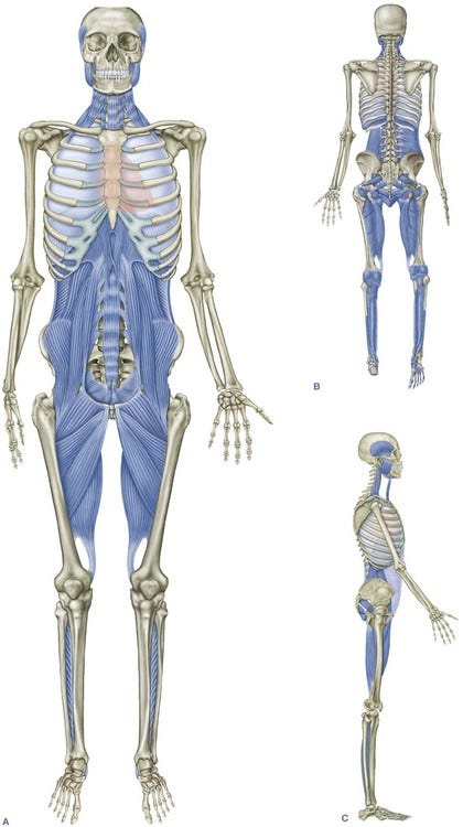 The Deep Front Line | Basicmedical Key