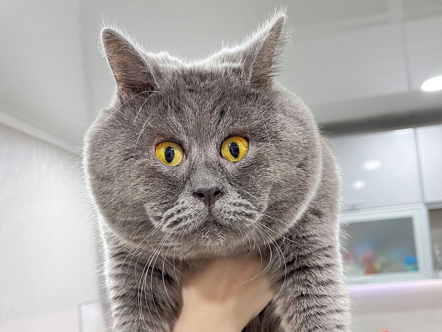 PHOTOS: Cross-Eyed Rescue Cat From Russia Has Gone Viral for His Unusual Stare