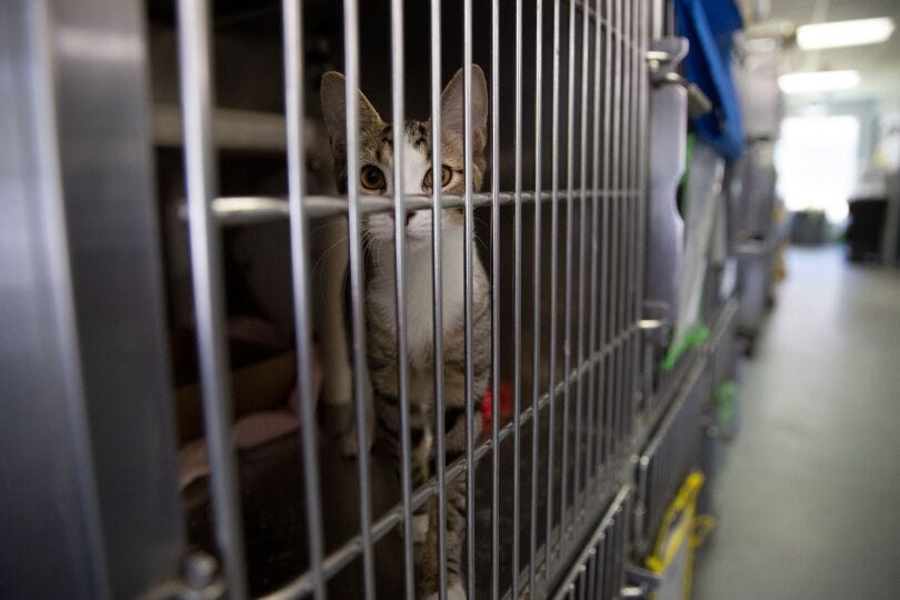 Catastrophic Crowding Shuts City Animal Shelters to New Arrivals - THE CITY