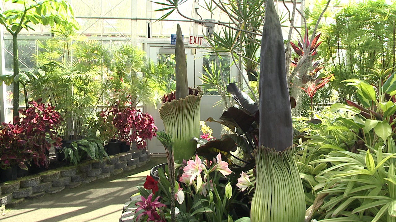 Living History Program returns to Foster Botanical Garden | KHON2