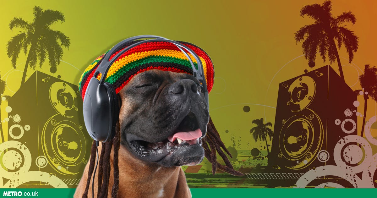 Turns out dogs enjoy relaxing to reggae, just like the rest of us ...