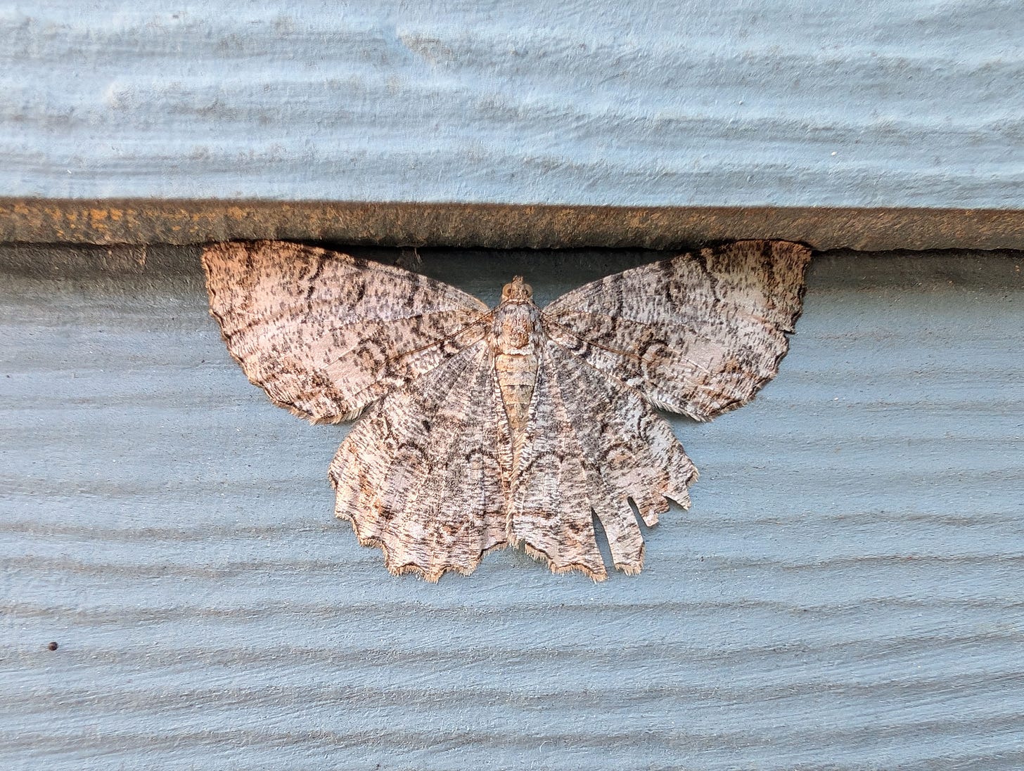 A tulip-tree beauty moth resting with wings flat, outstretched, on the side of a blue house. The moth has large beige wings with scalloped edges and wavy stripes of different shades of beige and brown.