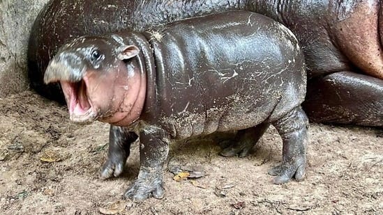 Thailand's celebrity pygmy hippo Moo-Deng harassed by zoo visitors, gets  more security | Trending - Hindustan Times