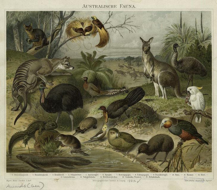 The Miriam and Ira D. Wallach Division of Art, Prints and Photographs: Picture Collection, The New York Public Library. "Australische Fauna." The New York Public Library Digital Collections.