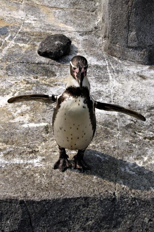 Free stock image of Penguine created by Bjorgvin Free stock image of Penguine created by Bjorgvin