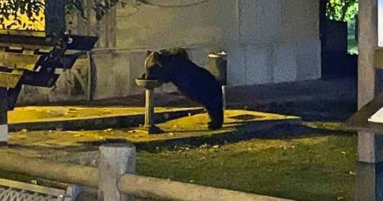24zampe | L'orso Juan Carrito torna in città, Wwf: riflettere su convivenza