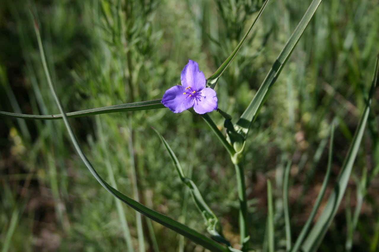 three-petaled purple flower on a slender stalk with long, spreading, slender leaves