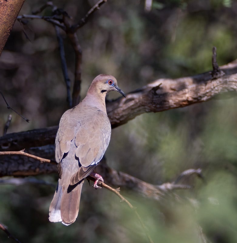 20240709-ACBS-76-Edit.jpg