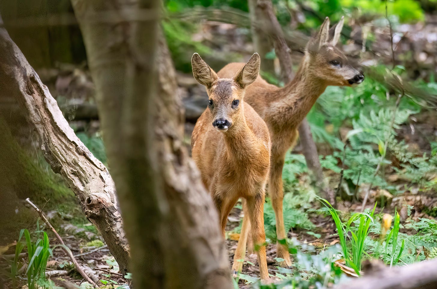 Photo of two roe deer kids standing in woodland