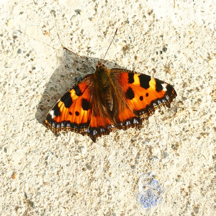 orange butterfly with wings spread on a white stony backgroud