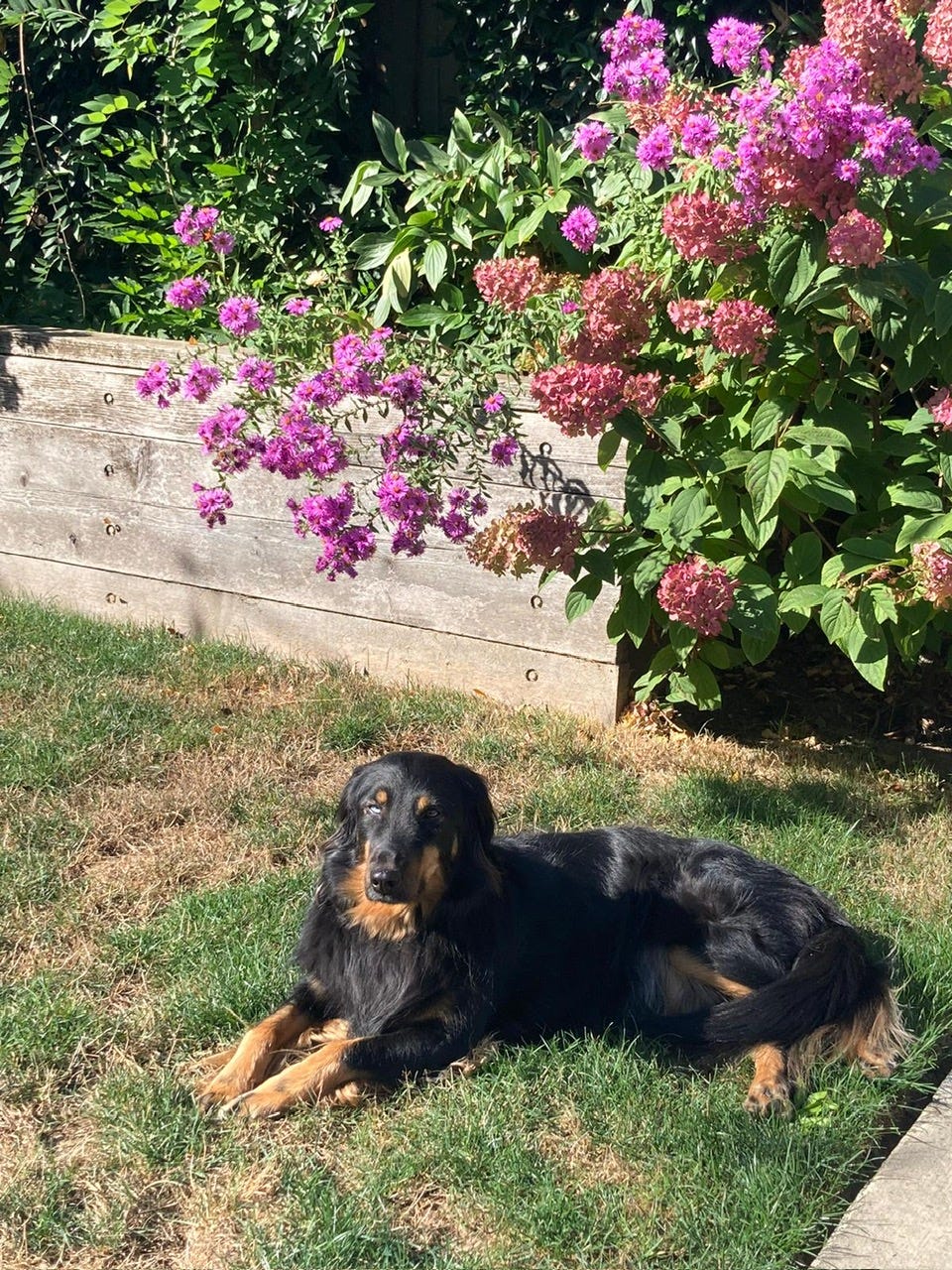 Black and brown dog sunning herself in a garden under hydrangeas